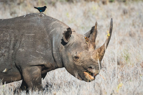 black-rhino-lewa-wildlife-conservancy-north-ken-2023-03-11-04-56-12-utc.jpg