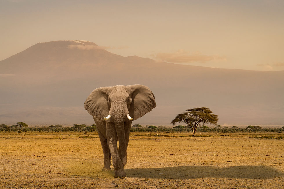Elephant Bull in Kenya