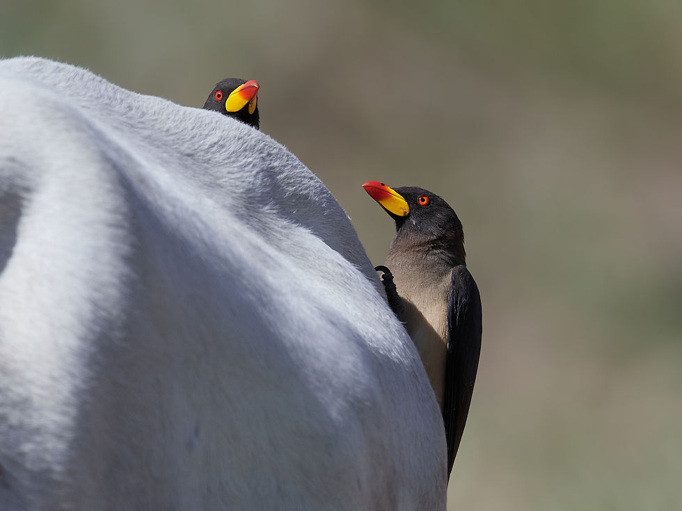 Yellow-billed oxpecker on the back of a cow.