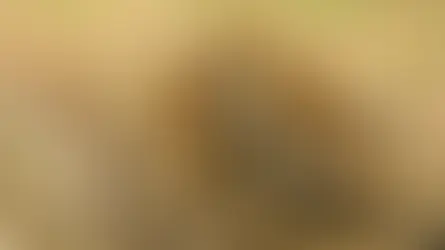 Leopards at a watering hole