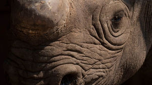 Black Rhino 