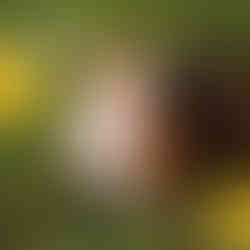 Guinea pig at Cardigan Island Coastal Farm Park