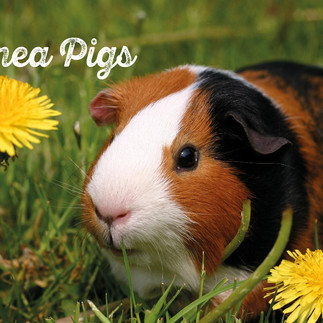 Guinea pig at Cardigan Island Coastal Farm Park