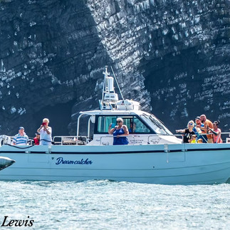 Boat tour with New Quay Dolphin Spotting Boat Trips