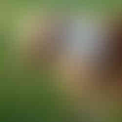 Pony at Cardigan Island Coastal Farm Park