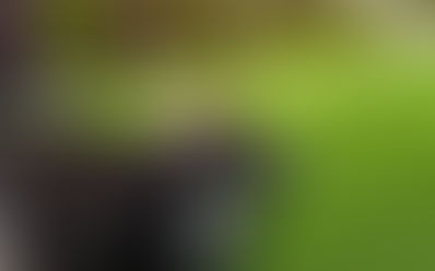 Tips for repairing lawns in August!