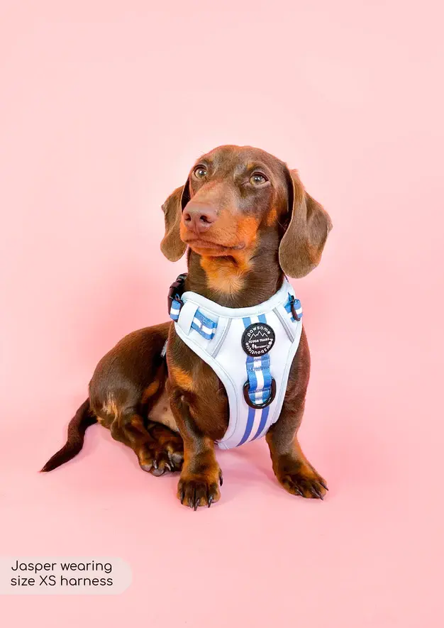 Thumbnail: Essentials Harness - Racer Blue