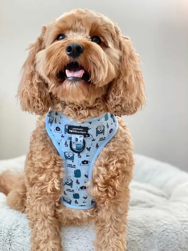 Thumbnail: Adjustable Harness - Reuben's Roadtrip