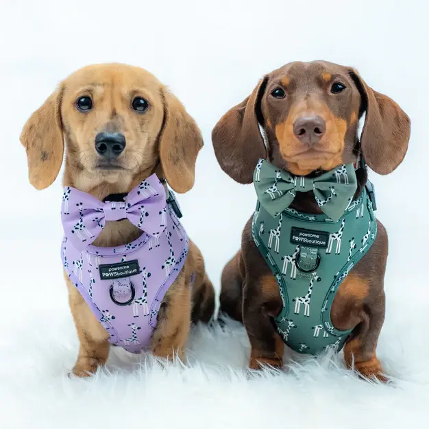 Thumbnail: Adjustable Harness - Gregory