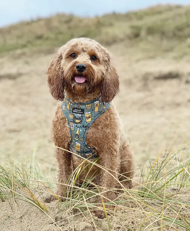 Thumbnail: Adjustable Harness - Hair Of The Dog