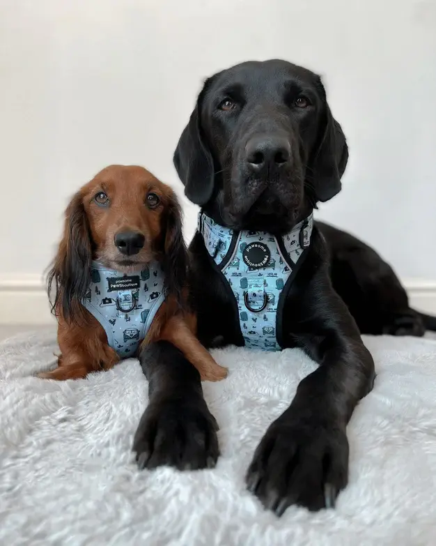 Thumbnail: Adjustable Harness - Reuben's Roadtrip