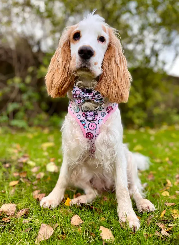 Thumbnail: Adjustable Harness - Sprinkles