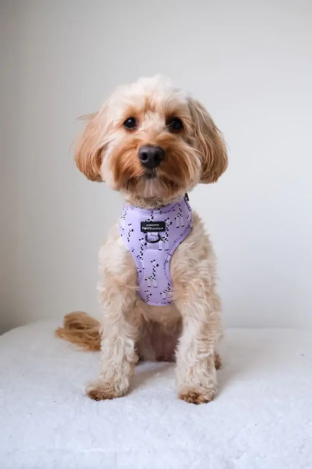 Thumbnail: Adjustable Harness - Georgina