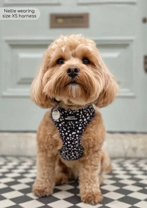 Thumbnail: Adjustable Harness - Pongo