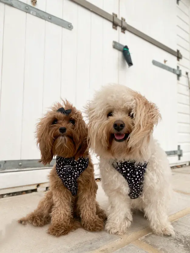 Thumbnail: Adjustable Harness - Pongo