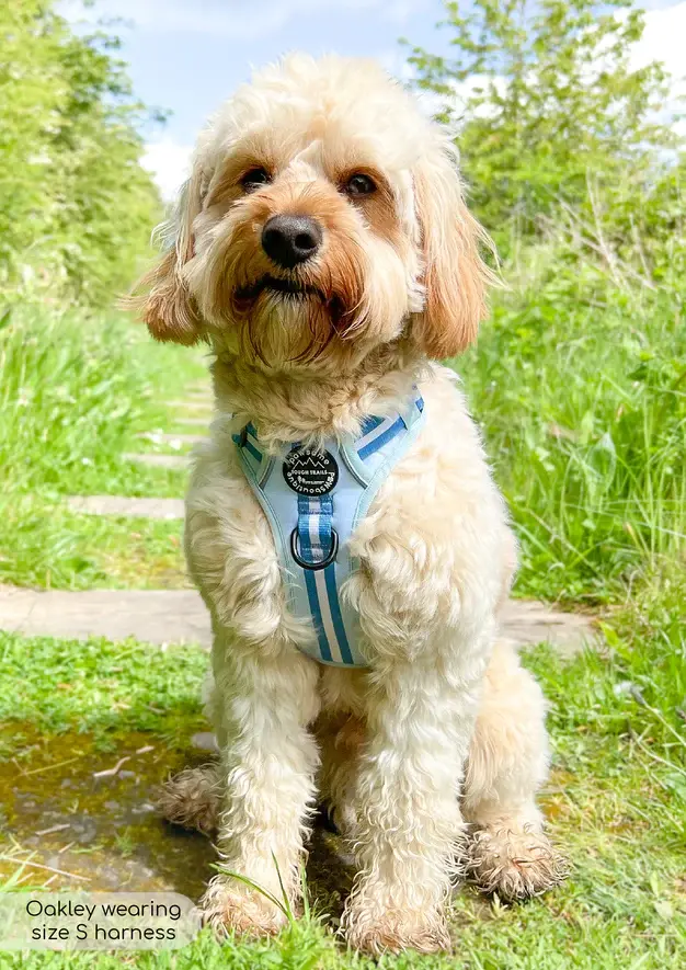 Thumbnail: Essentials Harness - Racer Blue