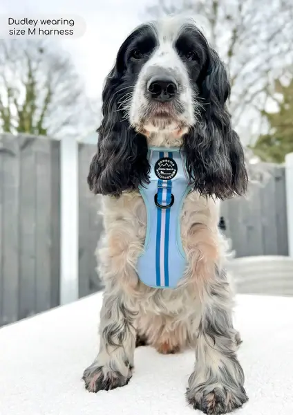 Thumbnail: Essentials Harness - Racer Blue