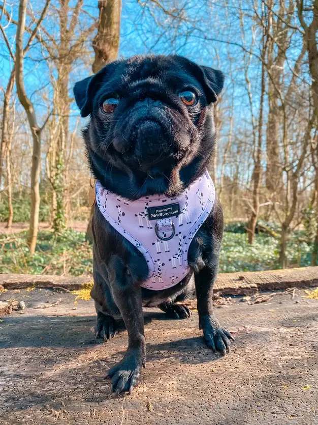 Thumbnail: Adjustable Harness - Georgina