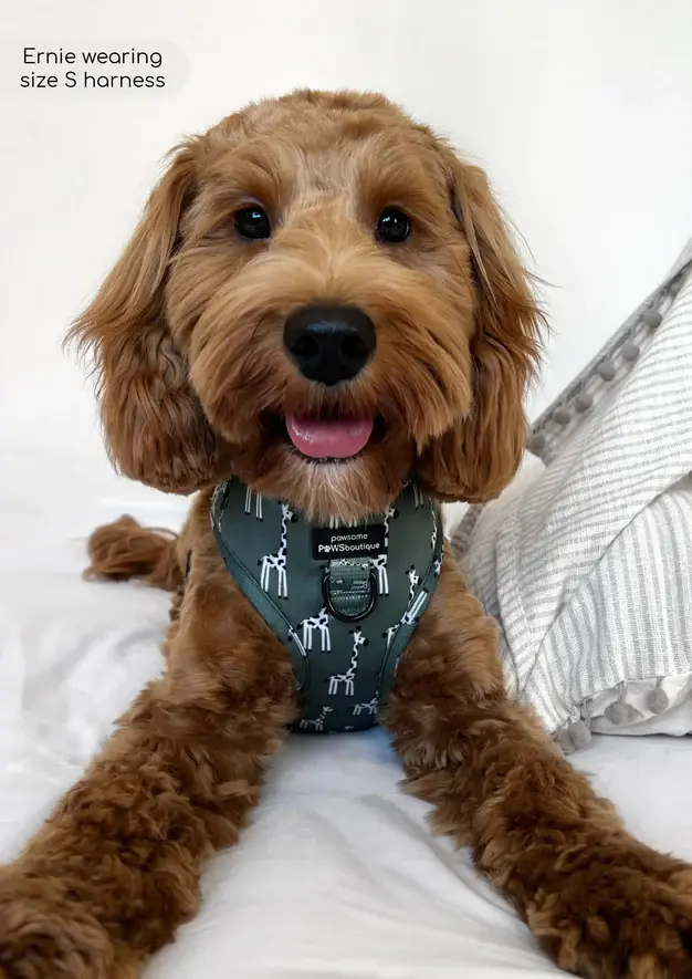 Thumbnail: Adjustable Harness - Gregory