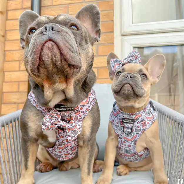 Thumbnail: Adjustable Harness - Pumpkin Spice