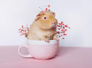 Guinea Pig in a cup
