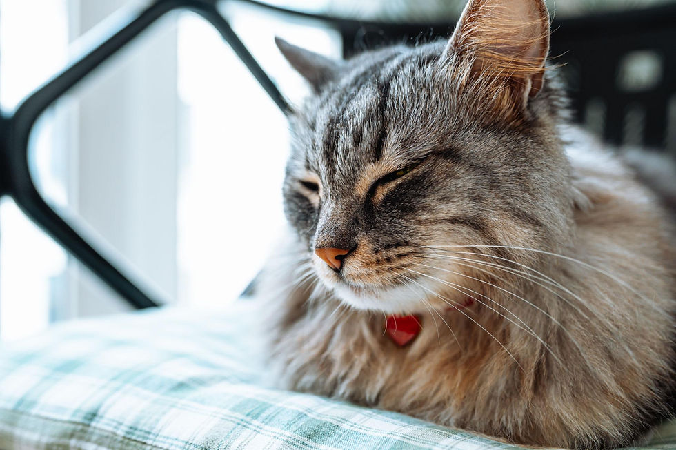 Older cat