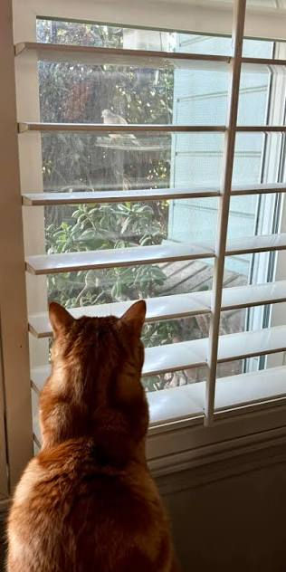 Cat looking at bird out window