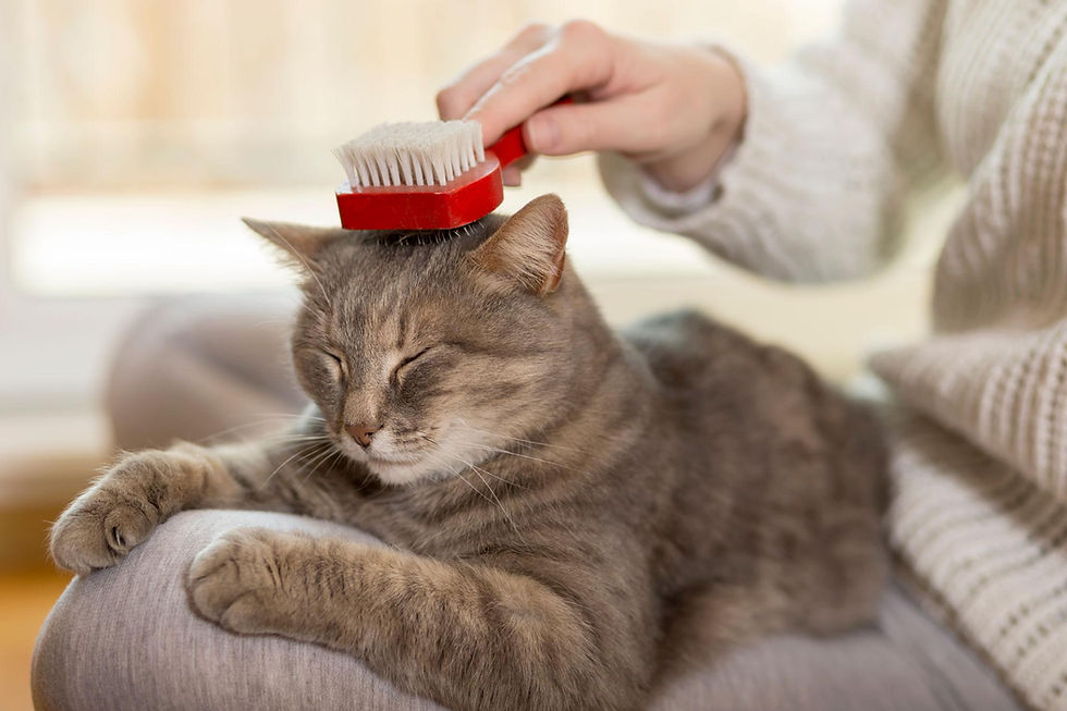 Cat being brushed