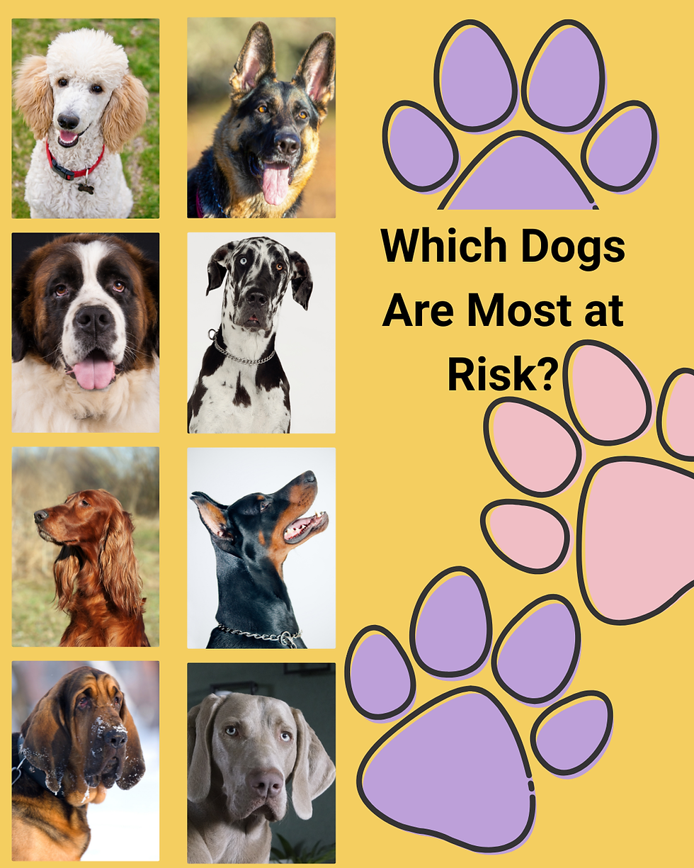 Dogs most at risk for bloat