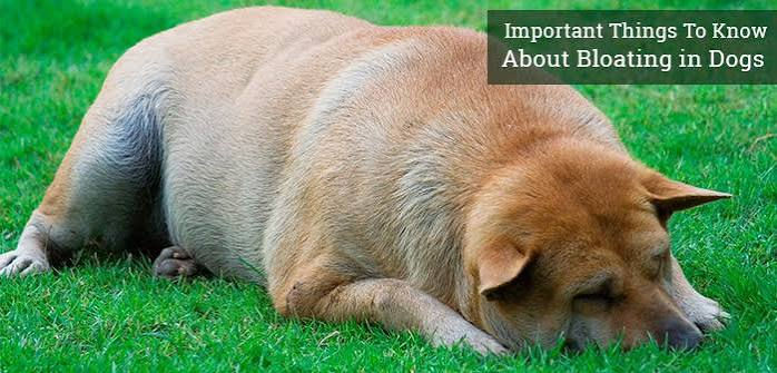 Dog with bloat