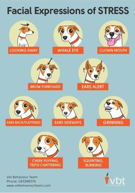 dog face changes