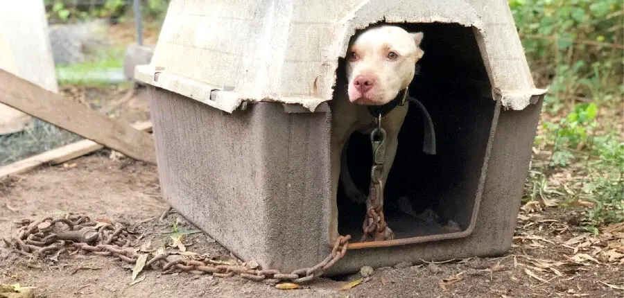 neglected do in poor shelter