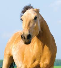 horse with pinned ears