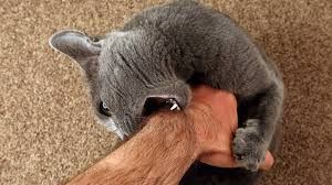 Cat biting mans arm