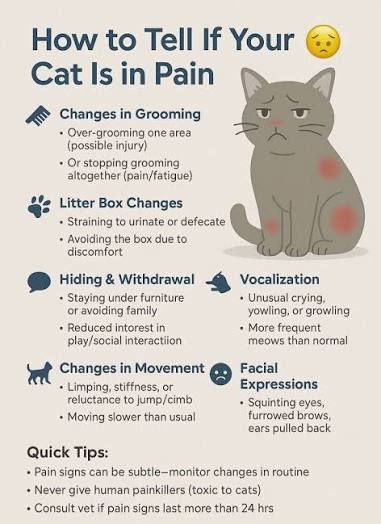 CAT signs of pain