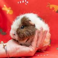 Teddy Guinea Pig