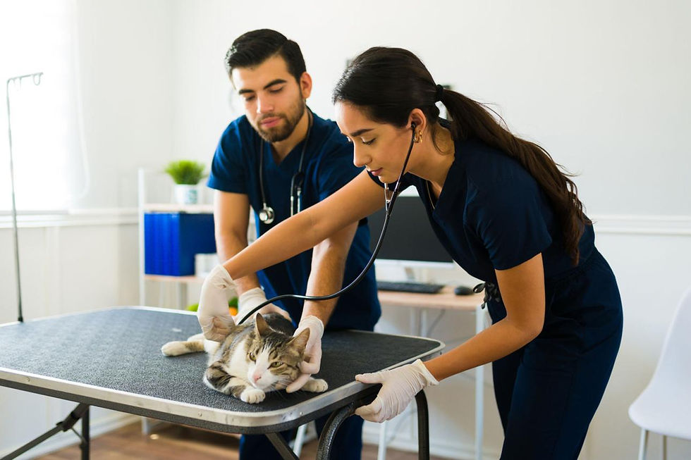 Cat at vet