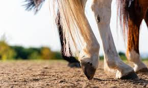 Horse with hurt foot