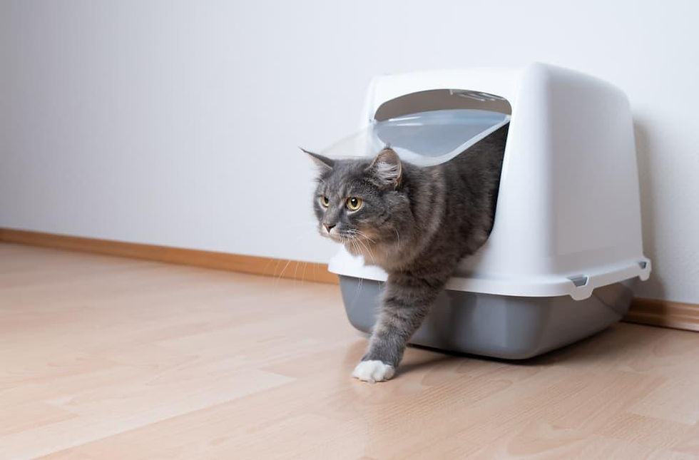 Cat leaving litter box