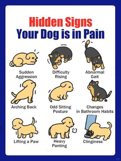 Dog signs of pain