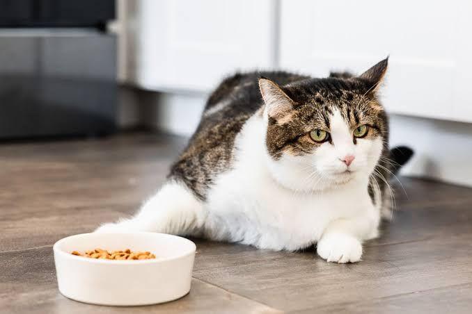 cat not eating