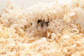 hamsters love to dig and burrow