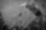 Copy of _MG_8234 black and white.jpg