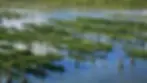 ArticlesBlog-pictures_Seaweed.webp