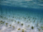 underwater-view-of-seaweed-farm.jpg