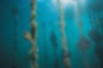 43_Seahorse_body03-1600x1059.jpg