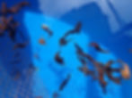Ocean_Rider_Seahorse_Farm_(27214355312).jpg