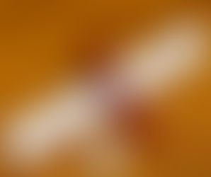 Trakya Üniversitesi – Sanatta Yeterlik Diploması Nasıl Alınır?