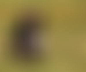 Nitel Araştırma Nedir? | Yöntemler, Analiz Süreçleri ve Örneklerle Açıklama