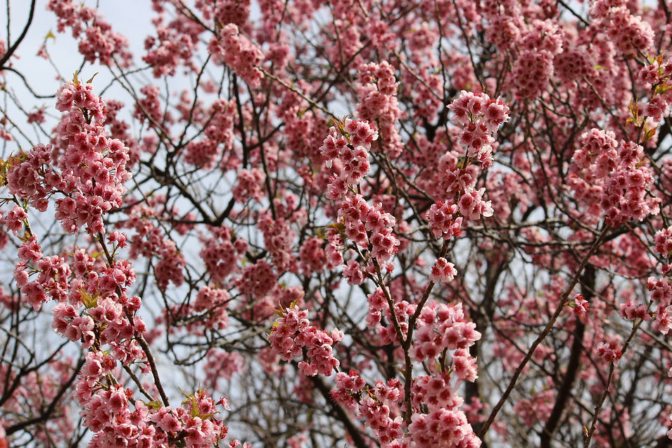桜のプレゼント,